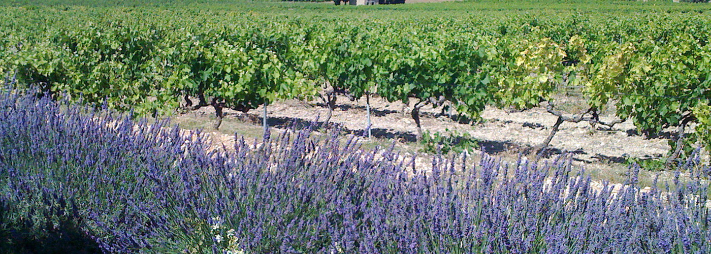 170411 Neil Wine Column Cave De Cairanne Vineyard And Lavender