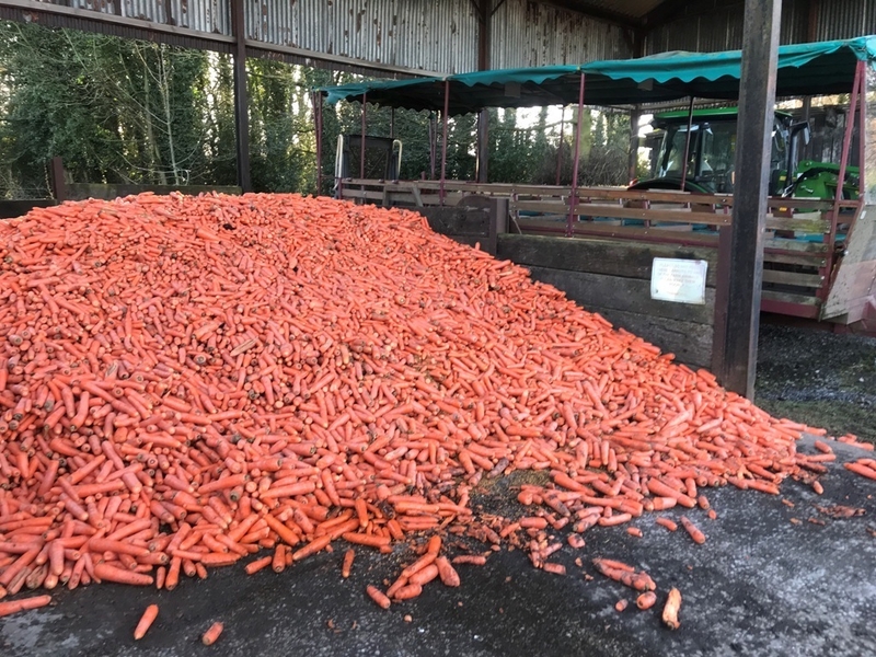 2019 01 18 Sleuth Carrots